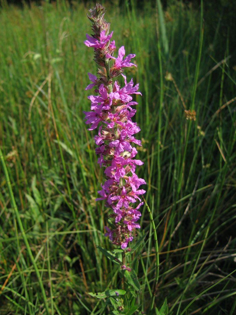 Lythrum salicaria